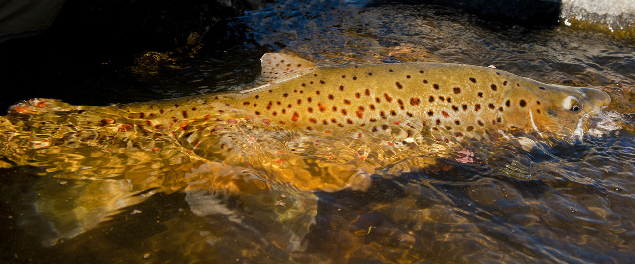 Trout Lures