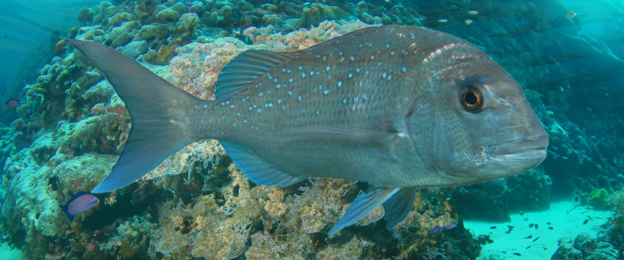 Snapper Lures