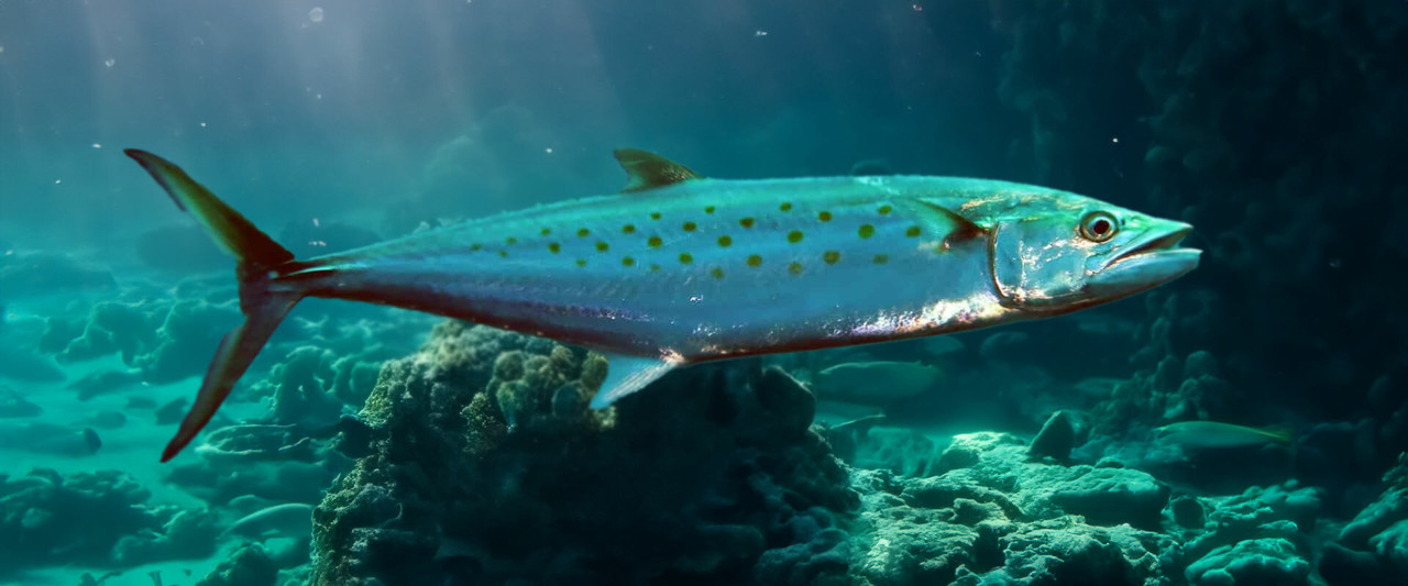 https://cdn11.bigcommerce.com/s-55834/images/stencil/1280x1280/z/mackerel-lures-australia__90675.original.jpg