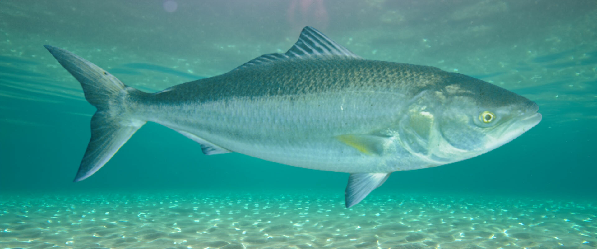 Buy Australian Salmon Lures Online | Australian Store