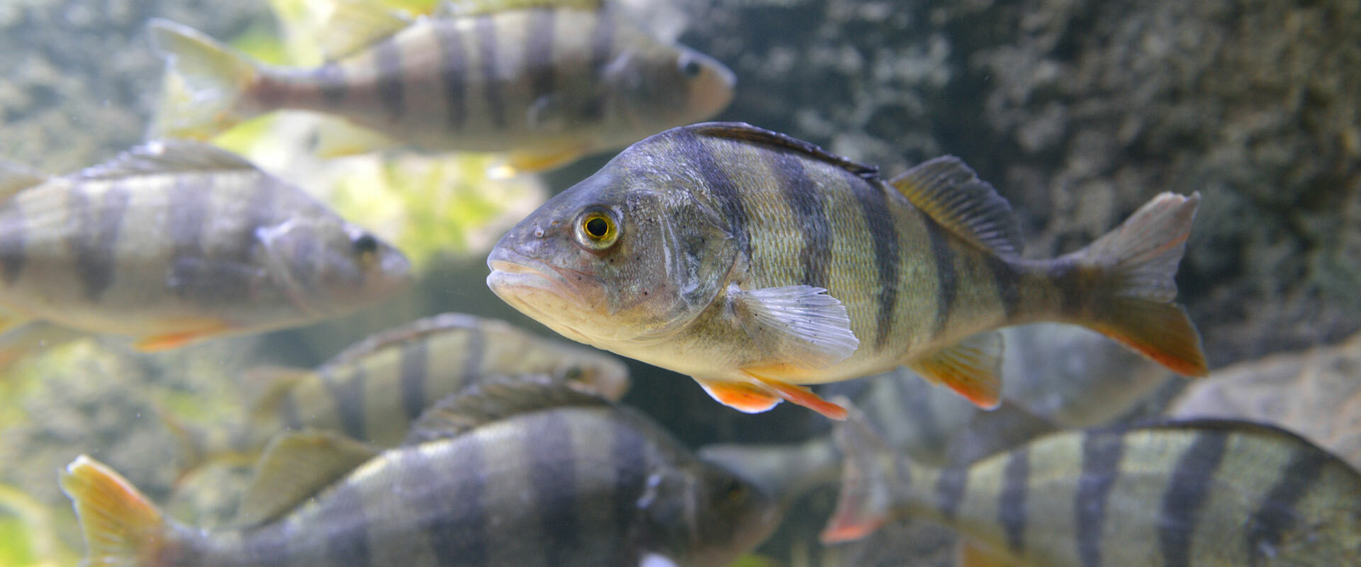 Redfin Lures For Sale Online Australia Fishing Tackle Shop