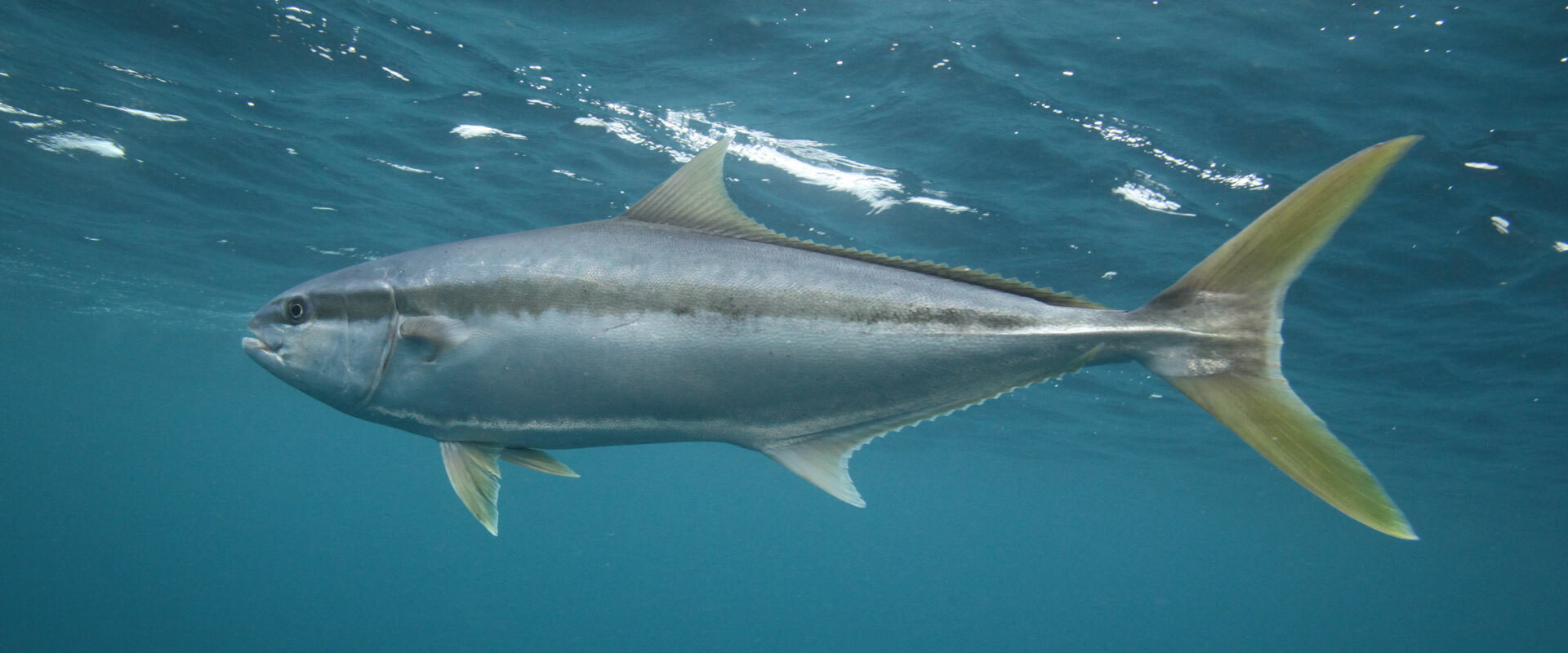 Kingfish Lures For Sale Online Fishing Tackle Shop