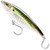 OBS Olive Back Shad