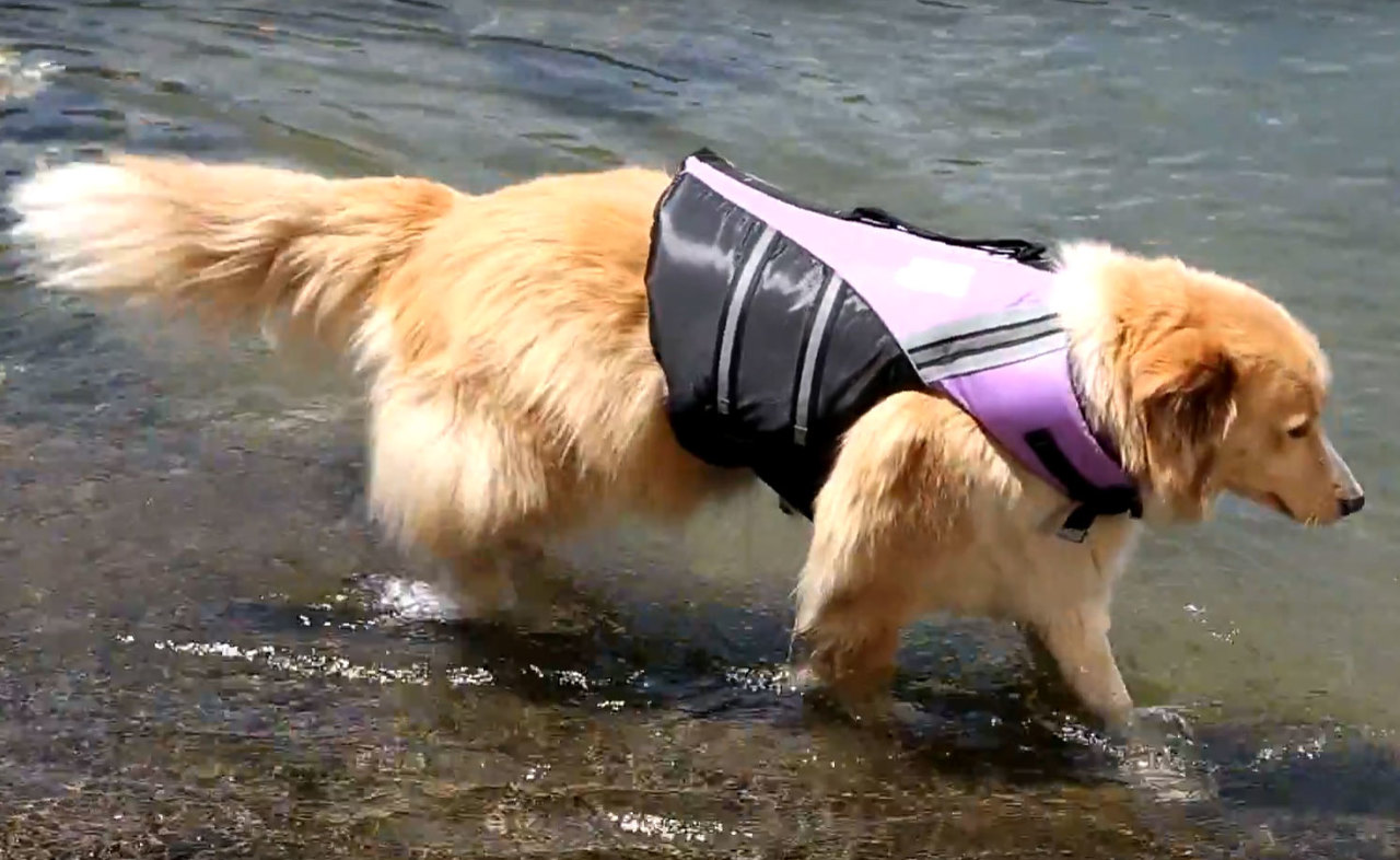 dog life jacket bcf