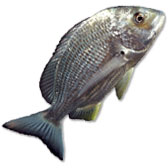 Bream Lures