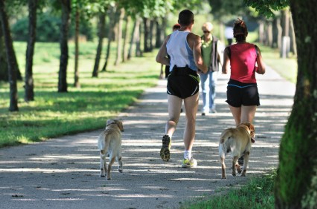 5 REASONS TO TRAIN WITH YOUR DOG 5 REASONS TO TRAIN WITH YOUR DOG