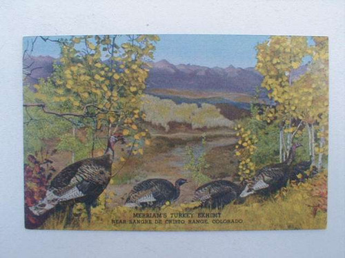 Vintage postcard depicting wild turkeys near the Sangre De Cristo range in Colorado.