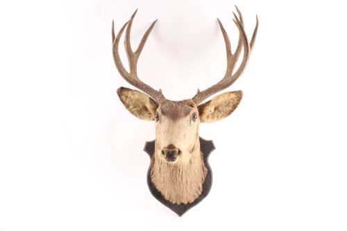 Old Vintage Buck Deer Head & Horns Taxidermy Eight Point Mount