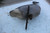Old Vintage Canvas Goose Decoy Original Paint Wood Mounting Stake
