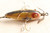 Antique Heddon Baby Dowagiac Minnow Glass Eyes Wooden Fishing Lure