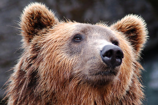 Packing for a Hike in Bear Country