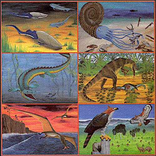 Fossils V