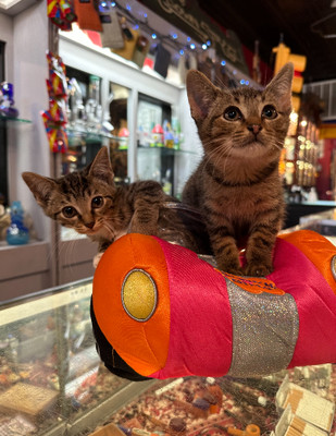 A Purr-fect Rescue: Shakedown Street Finds Homes for Three Adorable Kittens