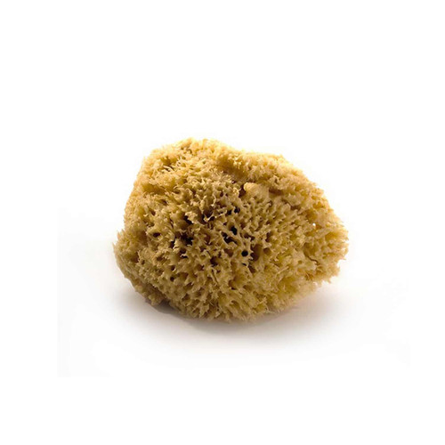 Eponge De Mer Naturelle