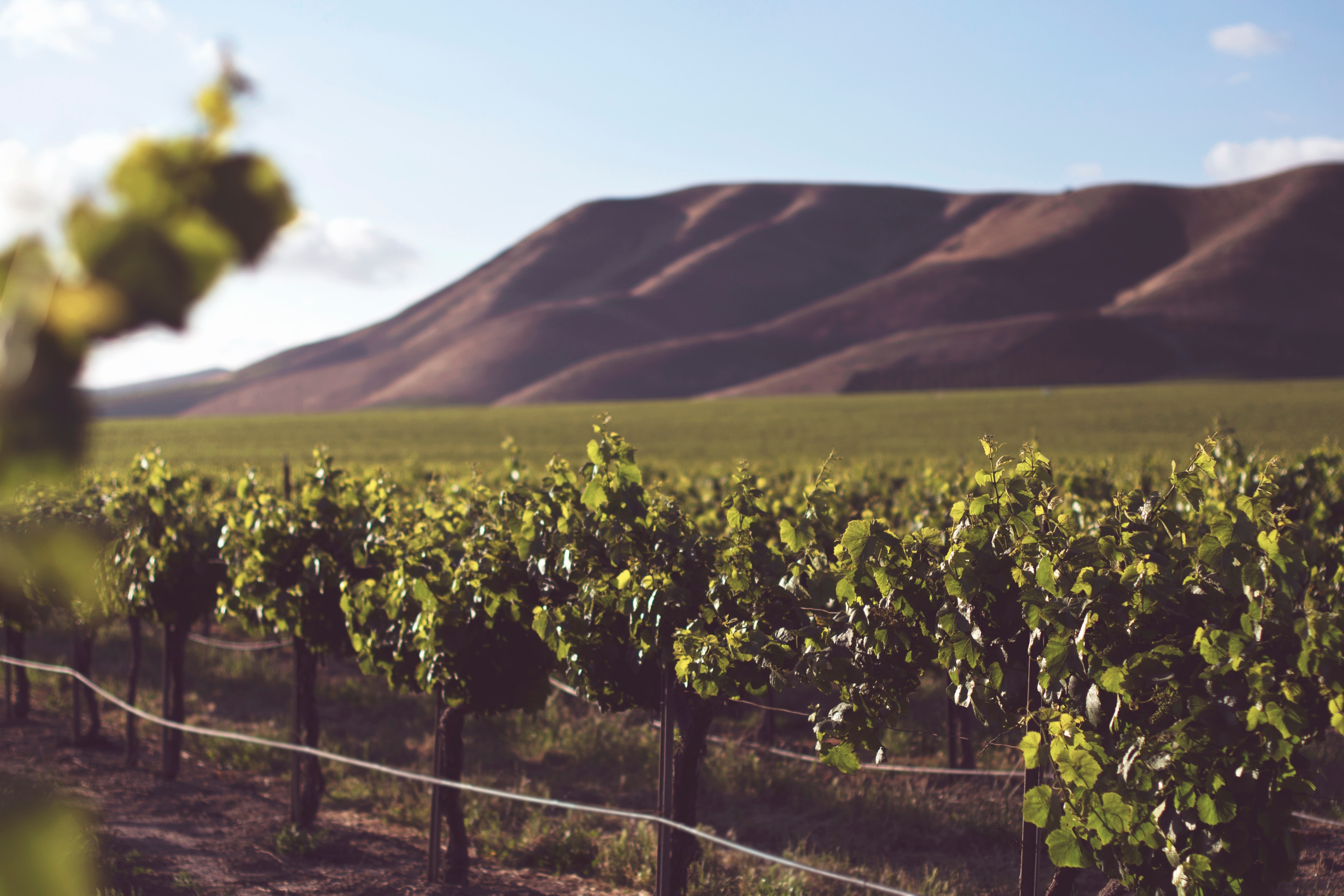 madison-wine-company-4-.jpg