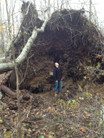 Tree Rootballs Excavating Removed 