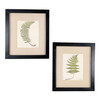 Victorian 1885 English Chromolithograph Fern Pair, Framed