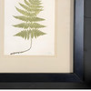Victorian 1885 English Chromolithograph Fern Pair, Framed