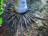 What's the Difference Between Rattan and Bamboo and Wicker? 