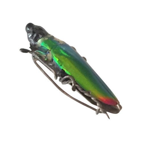 Egyptian Revival Beetle Brooch, circa 1900