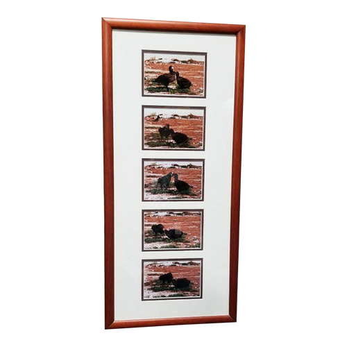 Hawaiian Nature Photographic Silver Print Set Titled "Mea'ai" by Michael Lemes Hawaiian Nature Photographic Silver Print Set Titled "Mea'ai" by Michael Lemes