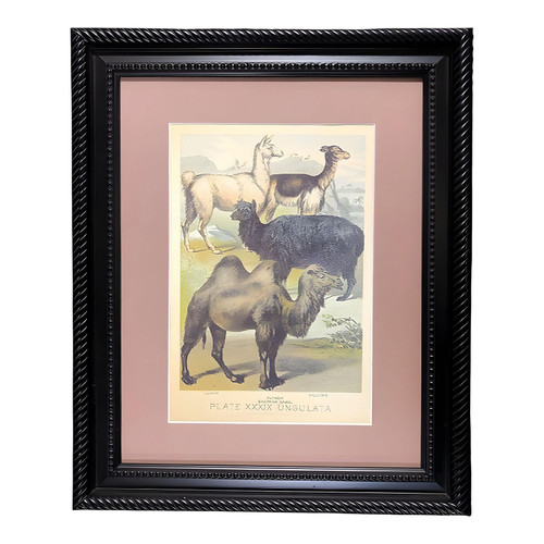 1950s "Ungulates 39" Natural Sciences Lithograph by Georges Cuvier, Framed