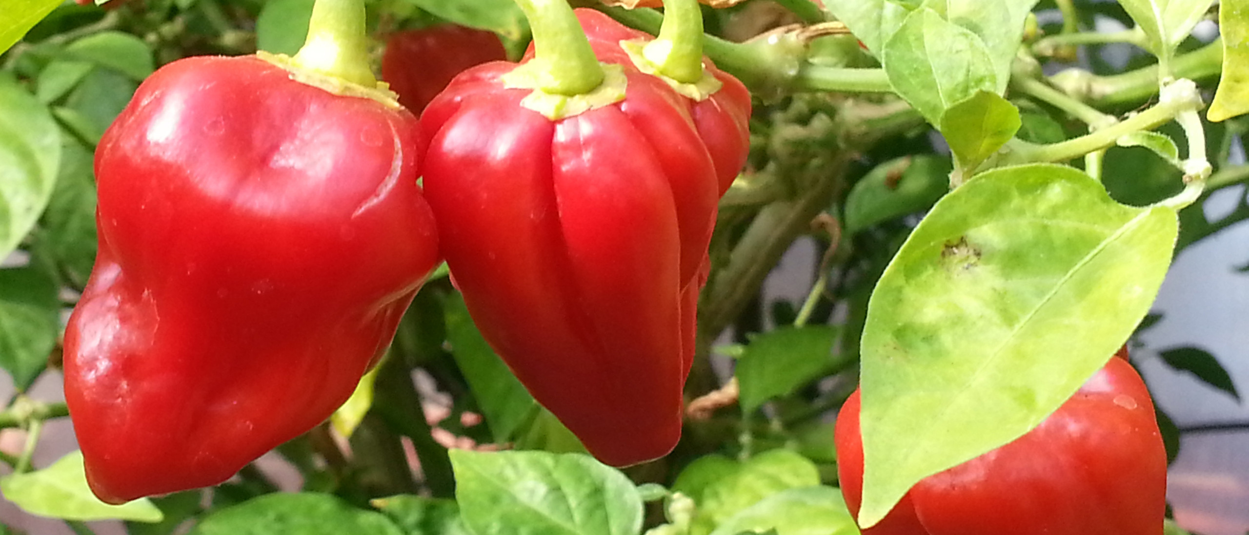 Gourmet Hot Sauce Ghost Pepper Sauce Hot Sauce Store