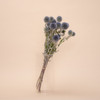 Dried Flowers - Globe Thistle