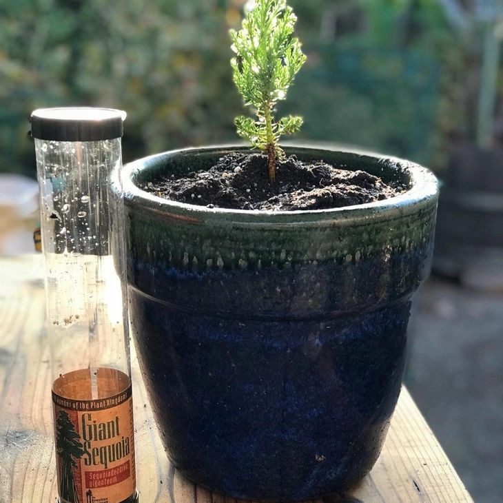 Giant Sequoia Tree to Plant