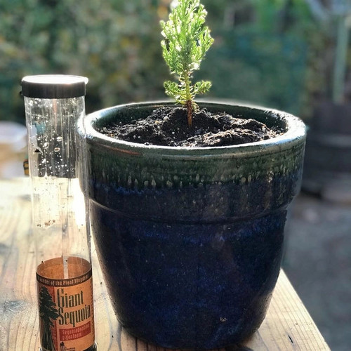 Giant Sequoia Tree to Plant