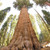 Giant Sequoia Tree to Plant