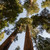 Giant Sequoia Tree to Plant