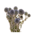 Dried Flowers Thistle