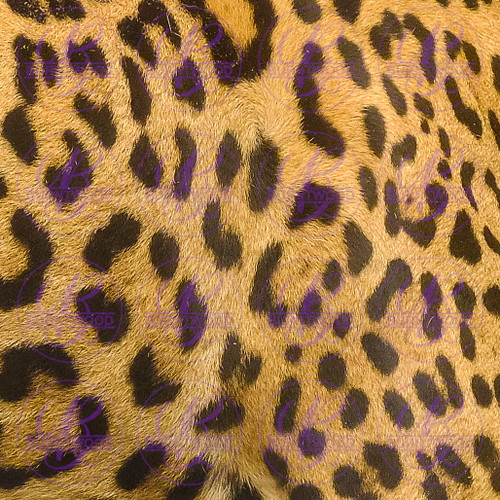 Cheetah 0553
