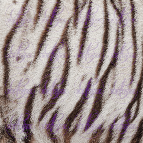 White Tiger 0557