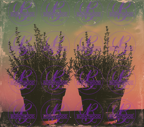 Potted Plants 10756