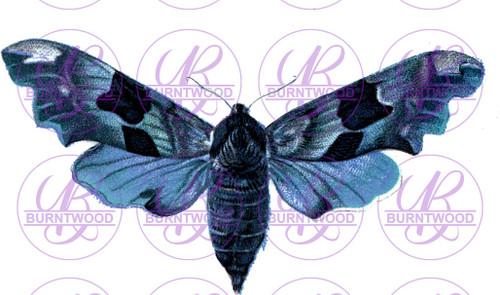 Blue Moth 0020