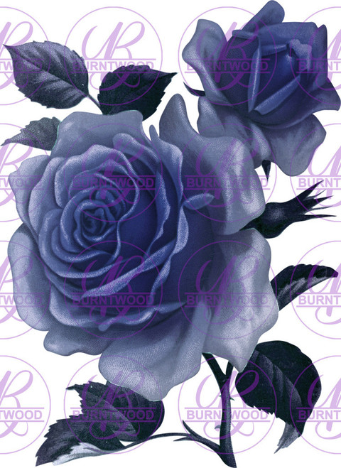 Blue Rose 0022