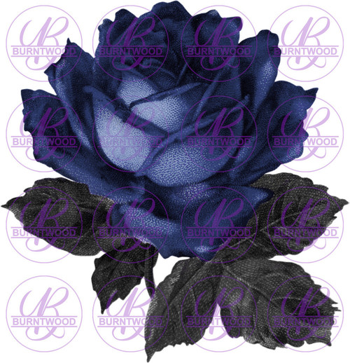 Blue Rose 0023