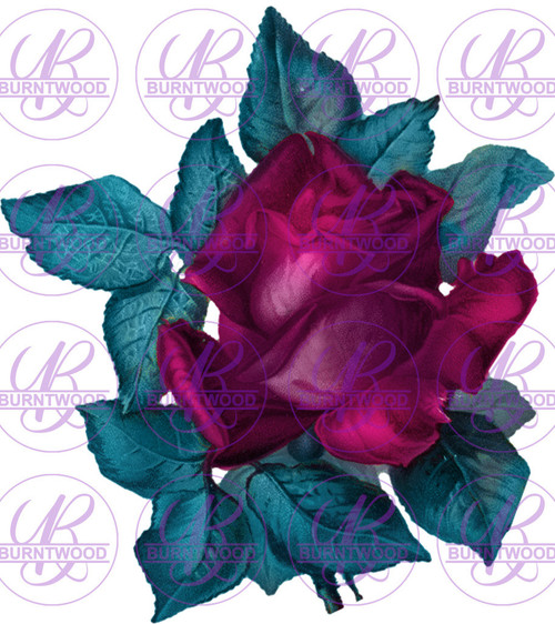 Rose 0031