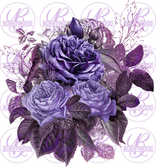 Roses 0237