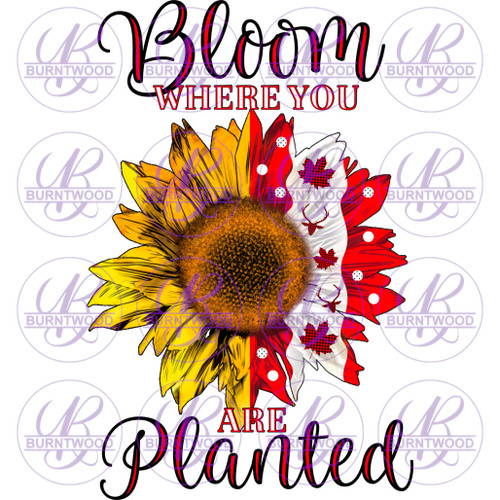 Bloom Where You Are Planted 4236