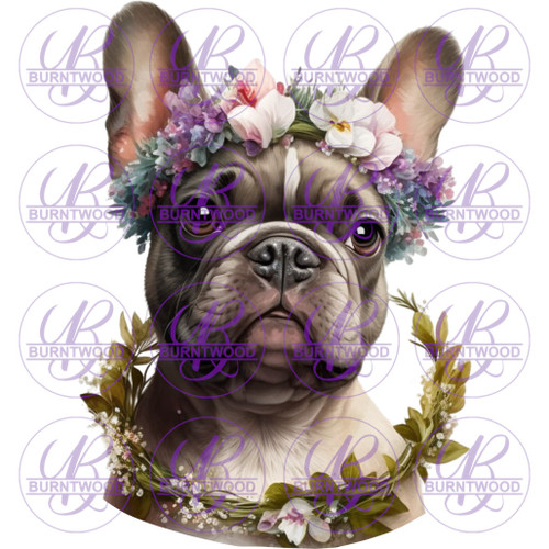 French Bulldog 3883