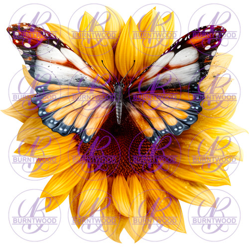 Sunflower Butterfly 4213