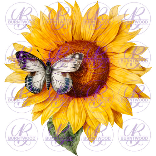 Sunflower Butterfly 4214
