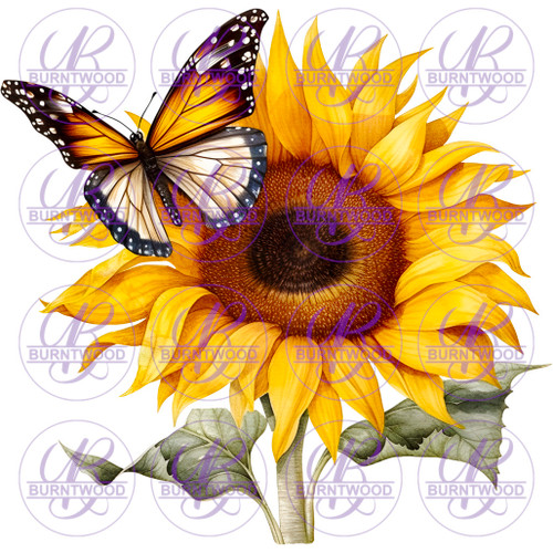 Sunflower Butterfly 4216