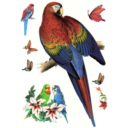 Parrot Multi 117, 6" x 8.25"