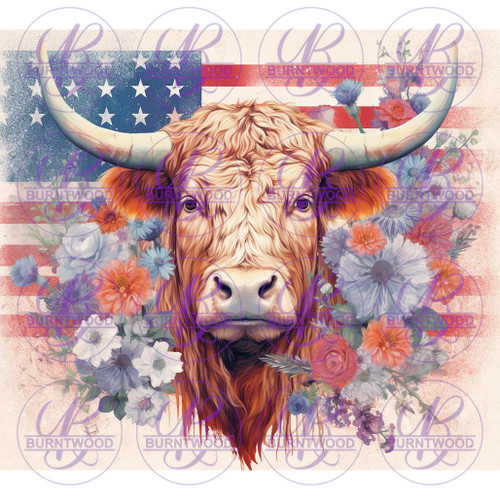 American Cow 8556