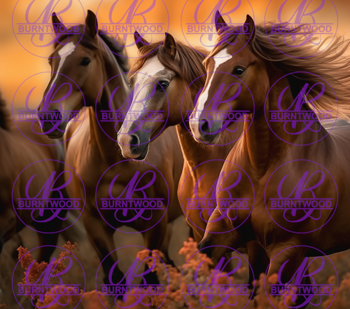 Horses 7635