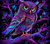 Owl 7443